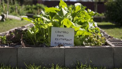 municipio de san isidro, huerta municipal orgánica, huerteros, dicapacidad, inclusión laboral, ruka garden, restaurante, comida, verduras, plantas aromáticas