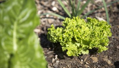 municipio de san isidro, cultura, cursos, talleres, curso, taller, seminario, inscripcion, online, virtual