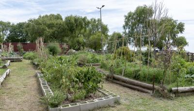 municipio de san isidro, integracion comunitaria, huerta agroecologica, semillas, plantas