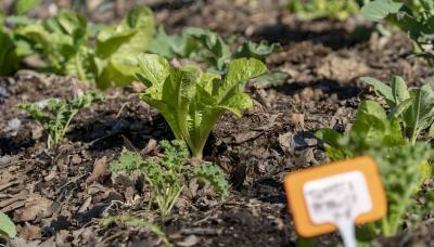 Taller huertas de invierno, san isidro, frio, taller, huertas, agroecologicas, invierno, otoño, plantas, plantines, flores, cosecha