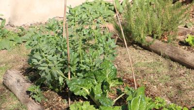 municipio de san isidro, huerta, cultura ambiental, ambiente, otoño, estacional, estaciones, casa, armar