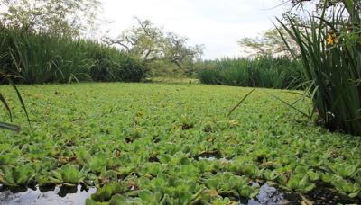 municipio de san isidro, ecologia, sustentabilidad, humedal, humedales, reserva natural municipal ribera norte, proteger, proteccion, medio ambiente, aire limpio, aire libre