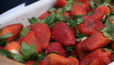 MERCADO NATURAL SAN ISIDRO municipio de san isidro, mercado natural, parque publico del puerto, feria, exposicion, ecologico, furtas, verduras, sustentable
