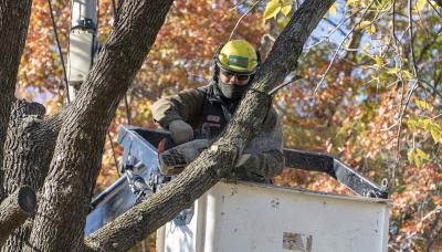 PLAN DE PODA 2021 SAN ISIDRO municipio de san isidro, poda, espacio publico, arboles, permiso, sustentable, sustentabilidad, hojas, otoño