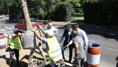 PLANTACIÓN DE ÁRBOLES, MUNICIPIO DE SAN ISIDRO