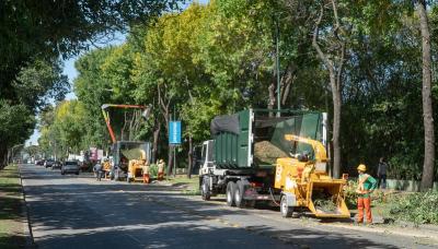 municipio de san isidro, poda, espacio publico, arboles, permiso, sustentable, sustentabilidad, hojas, otoño