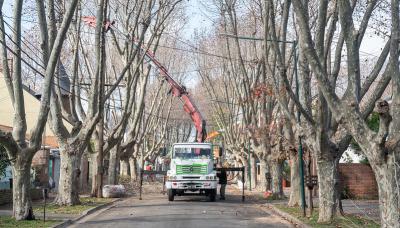 Plan de poda en parque cisneros, san isidro, madera, árboles, poda, medio ambiente