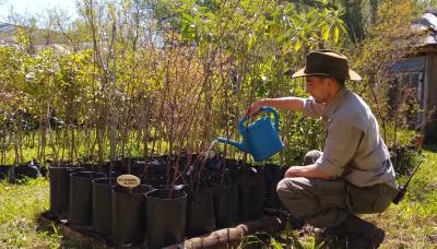 municipio de san isidro, algarrobo, sustentabilidad, arbol, verde, regalo, retoños, reforestar, reforestacion