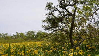 ÁREAS PROTEGIDAS, MUNICIPIO DE SAN ISIDRO