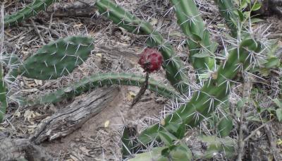 CURSO QUICHUA CULTURA SAN ISIDRO