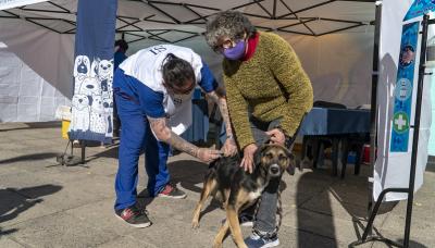municipio de san isidro, zoonosis, mascotas mas felices, perros, gatos, desparasitacion, vacunacion, antirrabica, rabia, gratis, gustavo posse