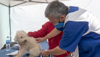 municipio de san isidro, zoonosis, mascotas mas felices, perros, gatos, desparasitacion, vacunacion, antirrabica, rabia, gratis, gustavo posse