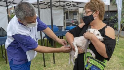 municipio de san isidro, zoonosis, castracion, mascotas, mascota, perro, gato, castrar, turnos, online