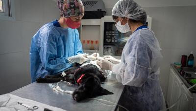 municipio de san isidro, zoonosis, castracion, mascotas, mascota, perro, gato, castrar, turnos, online