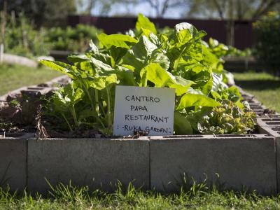 municipio de san isidro, huerta municipal orgánica, huerteros, dicapacidad, inclusión laboral, ruka garden, restaurante, comida, verduras, plantas aromáticas