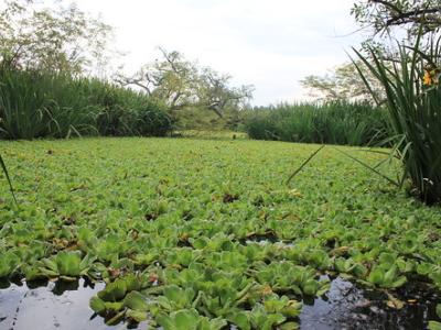 HUMEDALES RESERVA NATURAL RIBERA NORTE SAN ISIDRO municipio de san isidro, ecologia, sustentabilidad, humedal, humedales, reserva natural municipal ribera norte, proteger, proteccion, medio ambiente, aire limpio, aire libre
