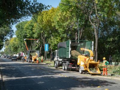municipio de san isidro, poda, espacio publico, arboles, permiso, sustentable, sustentabilidad, hojas, otoño