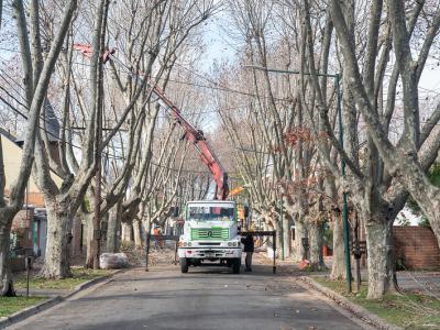 Plan de poda en parque cisneros, san isidro, madera, árboles, poda, medio ambiente